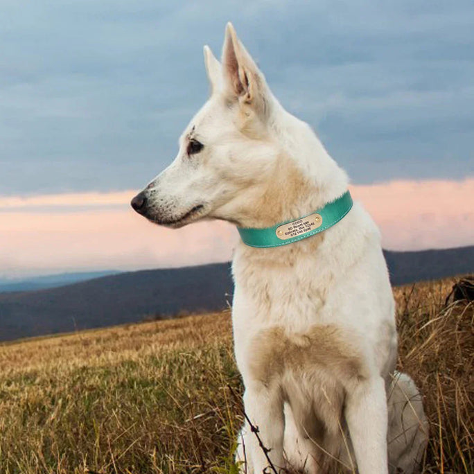 Personalized Leather Dog Collar